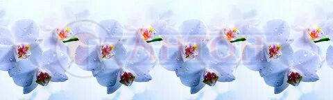 Гранд Фартук 53 Голубая орхидея 600*3000мм Термоперевод.