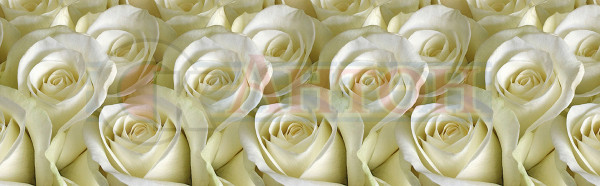 Гранд Фартук 59 Белые розы 600*3000мм Термоперевод.